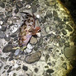 ガシラ狙いアジ狙い