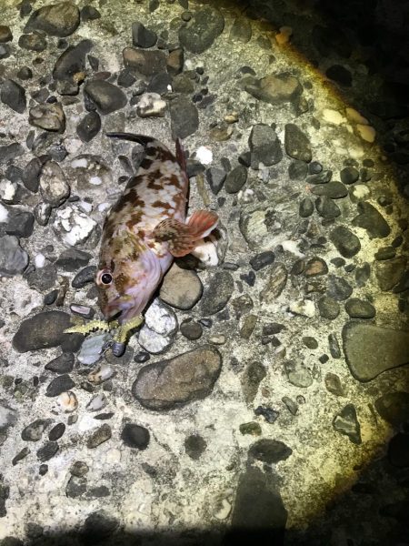 ガシラ狙いアジ狙い