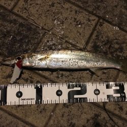 シーバス＆カマス