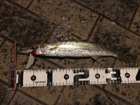 シーバス＆カマス