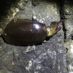 今年の和歌山初釣行は撃沈