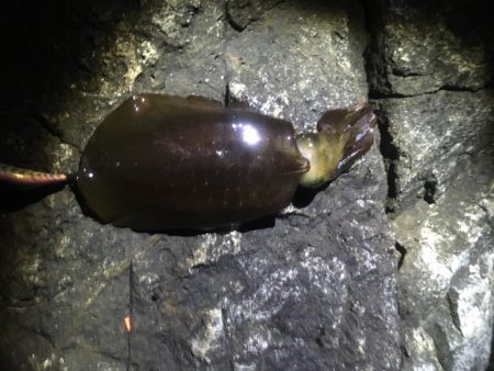 今年の和歌山初釣行は撃沈
