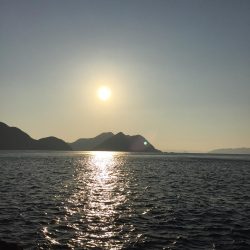 青物は遠い。。。