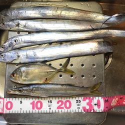 タチウオ、大カマス、絶好調です！