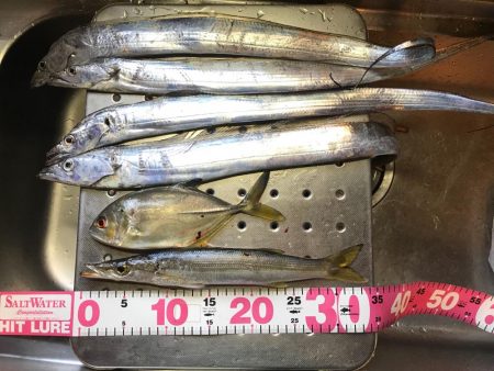 タチウオ、大カマス、絶好調です！