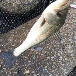 デイシーバス&ハマチ