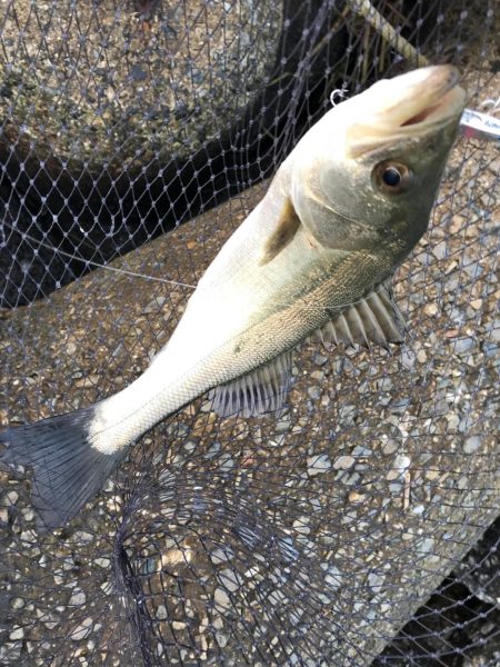 デイシーバス&ハマチ