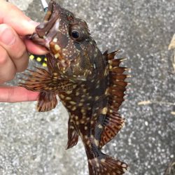 デイアジンゴォ