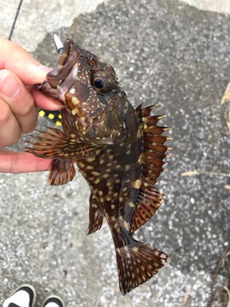 デイアジンゴォ