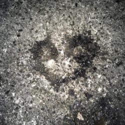 東二見のアオリイカナイト調査