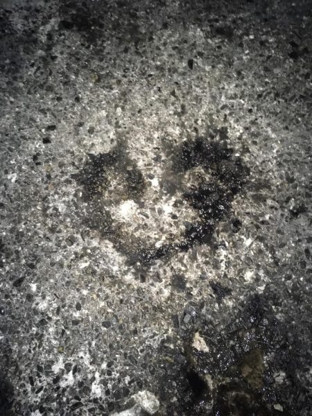 東二見のアオリイカナイト調査