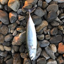 大里松原海岸 イカ2 スマガツオ2