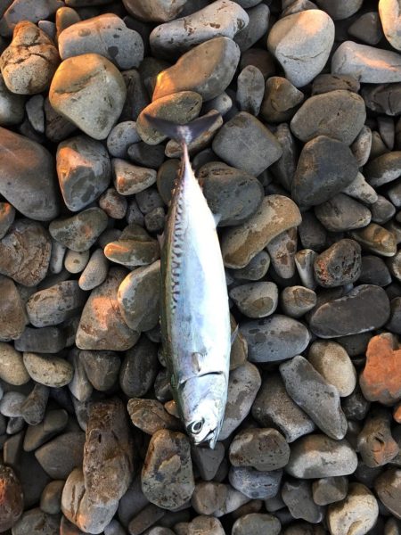 大里松原海岸 イカ2 スマガツオ2