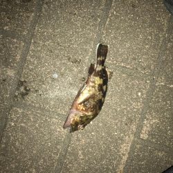 アジングでいいメバル