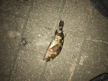 アジングでいいメバル