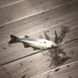 仕事帰りのアジング！