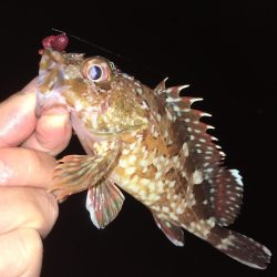 ワームでガシラ