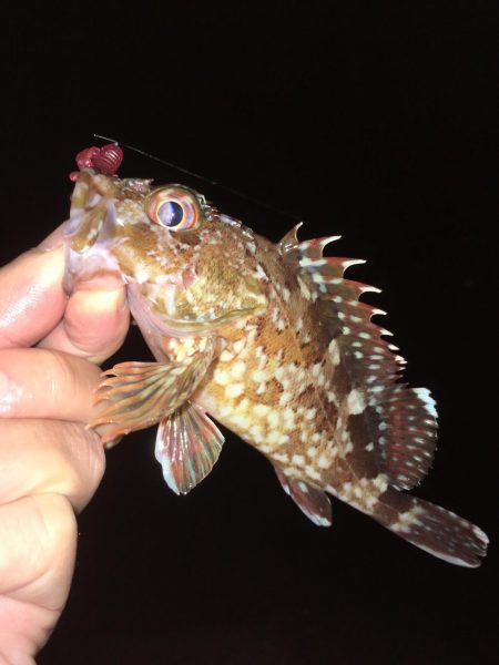 ワームでガシラ