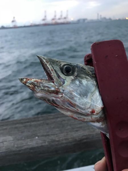 豪雨、爆風…  釣果は？