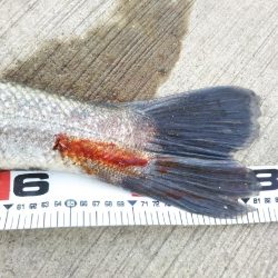 阿南市の那賀川河口でシーバス