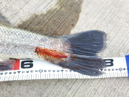 阿南市の那賀川河口でシーバス