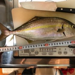 防波堤からイナダ（ハマチ）