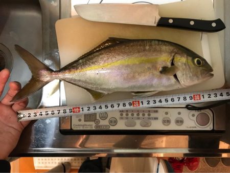 防波堤からイナダ（ハマチ）