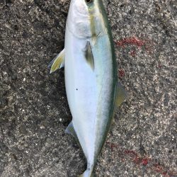 ライトショアジギング！！