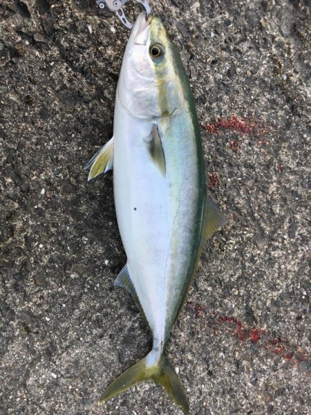 ライトショアジギング！！