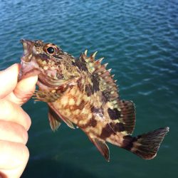 メバリングデイゲーム