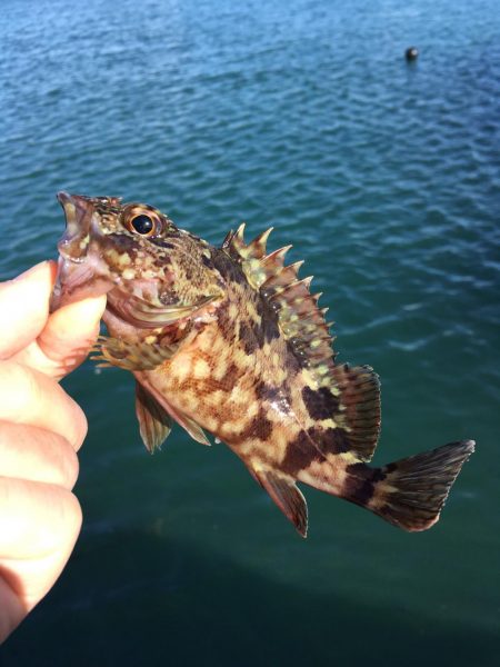 メバリングデイゲーム