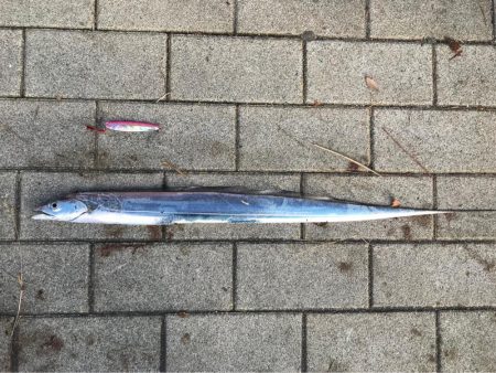 寝坊からのデイタチウオ