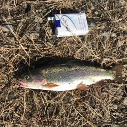 トラウトたくさん釣れた