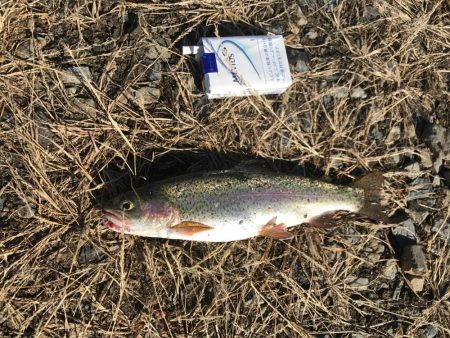 トラウトたくさん釣れた