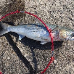 相変わらず渋い