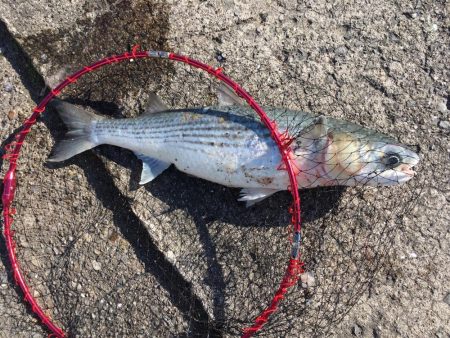 相変わらず渋い