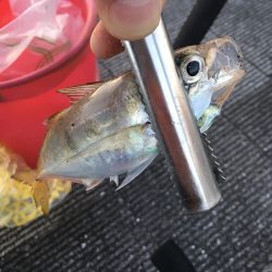 アジの刺身が食べたくて