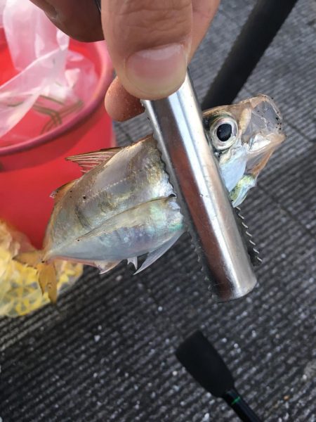 アジの刺身が食べたくて