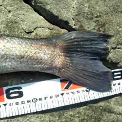 阿南市の那賀川河口でシーバス好調