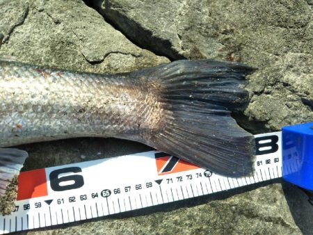 阿南市の那賀川河口でシーバス好調