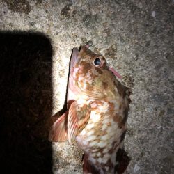 タチウオからの～湾奥ジャンボ当選(･∀･)