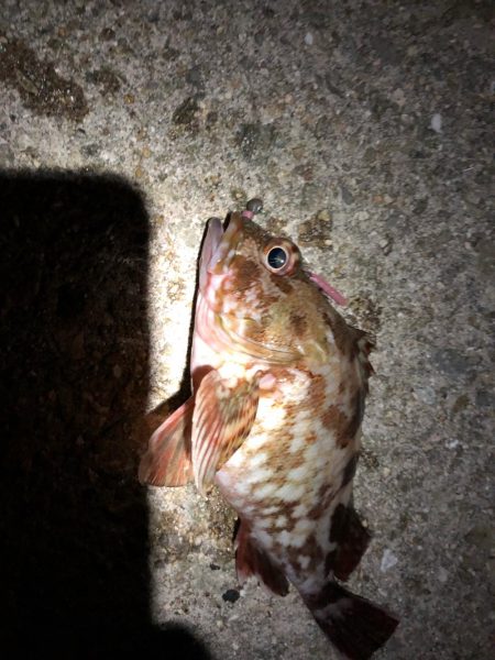 タチウオからの～湾奥ジャンボ当選(･∀･)