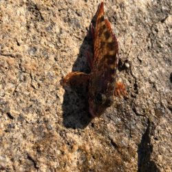 岩屋アジング調査