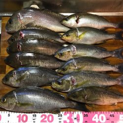 オオモンハタ56cm！！