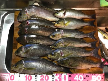 オオモンハタ56cm！！