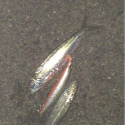 マイワシボイルで