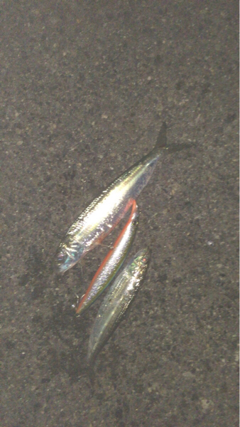 マイワシボイルで