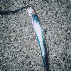 小雨の中の爆釣