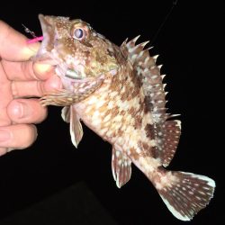 ワームでガシラ