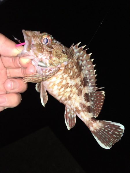 ワームでガシラ